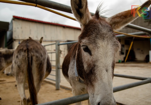 1940s Day + Island Farm Donkey Sanctury Visit